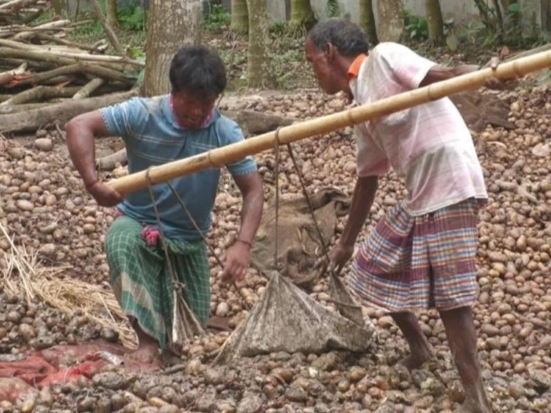 পচে যাচ্ছে আলু, কষ্টের ফসল ভাগাড়ে ফেলছেন কৃষকেরা